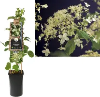 Hydrangea a. 'Petiolaris' (Klimhortensia) klimplant - afbeelding 1