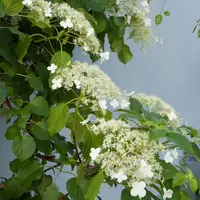 Hydrangea a. 'Petiolaris' (Klimhortensia) klimplant - afbeelding 5