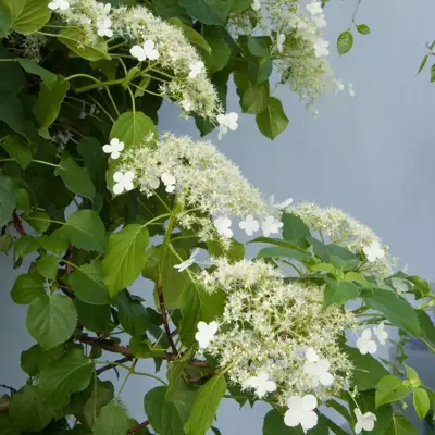 Hydrangea a. 'Petiolaris' (Klimhortensia) klimplant 75cm - afbeelding 5