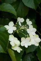 Hydrangea anomala 'Petiolaris' (Hortensia) klimplant 115cm - afbeelding 4