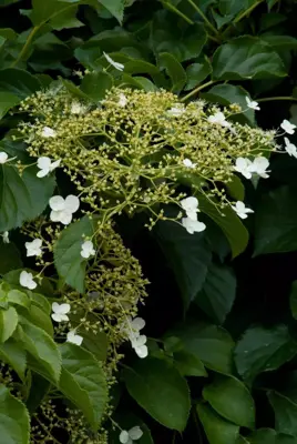 Hydrangea anomala 'Petiolaris' (Hortensia) klimplant 115cm - afbeelding 5