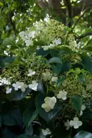Hydrangea anomala 'Petiolaris' (Hortensia) klimplant 115cm - afbeelding 6
