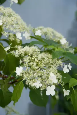 Hydrangea anomala 'Petiolaris' (Hortensia) klimplant 115cm - afbeelding 7