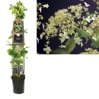 Hydrangea anomala 'Petiolaris' (Hortensia) klimplant 115cm kopen?