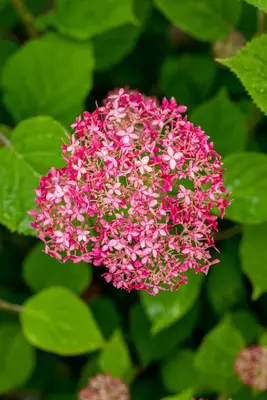 Hydrangea arborescens 'Pink Annabelle'® (Hortensia 'Pink Annabelle') - afbeelding 3