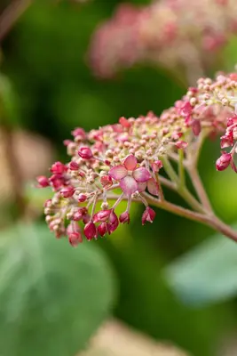 Hydrangea arborescens 'Pink Annabelle'® (Hortensia 'Pink Annabelle') - afbeelding 7