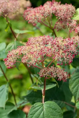 Hydrangea arborescens 'Pink Annabelle'® (Hortensia 'Pink Annabelle') - afbeelding 9