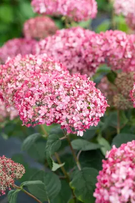 Hydrangea arborescens 'Pink Annabelle'® (Hortensia 'Pink Annabelle') - afbeelding 13
