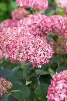 Hydrangea arborescens 'Pink Annabelle'® (Hortensia 'Pink Annabelle') - afbeelding 13