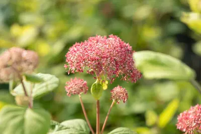 Hydrangea arborescens 'Pink Annabelle'® (Hortensia 'Pink Annabelle') - afbeelding 1