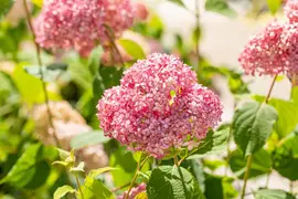 Hydrangea arborescens 'Pink Annabelle'® (Hortensia 'Pink Annabelle') - afbeelding 2