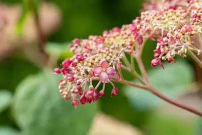 Hydrangea arborescens 'Pink Annabelle'® (Hortensia 'Pink Annabelle') - afbeelding 6