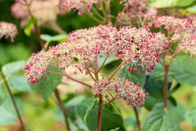 Hydrangea arborescens 'Pink Annabelle'® (Hortensia 'Pink Annabelle') - afbeelding 8
