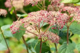 Hydrangea arborescens 'Pink Annabelle'® (Hortensia 'Pink Annabelle') - afbeelding 8
