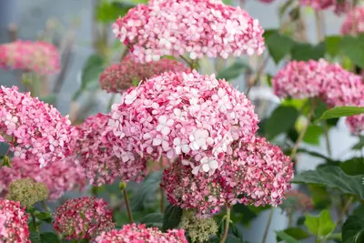 Hydrangea arborescens 'Pink Annabelle'® (Hortensia 'Pink Annabelle') - afbeelding 11