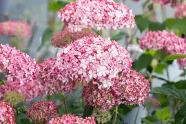 Hydrangea arborescens 'Pink Annabelle'® (Hortensia 'Pink Annabelle') - afbeelding 11