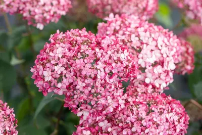Hydrangea arborescens 'Pink Annabelle'® (Hortensia 'Pink Annabelle') - afbeelding 12