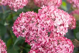 Hydrangea arborescens 'Pink Annabelle'® (Hortensia 'Pink Annabelle') - afbeelding 12