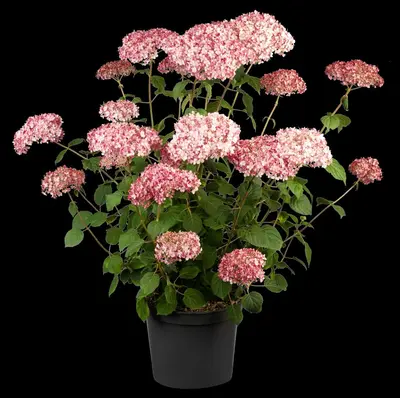 Hydrangea arborescens 'Pink Annabelle'® (Hortensia 'Pink Annabelle') - afbeelding 10