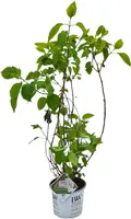 Hydrangea arborescens 'Strong Annabelle' (Hortensia) 60cm kopen?