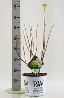 Hydrangea arborescens 'Strong Annabelle' (Hortensia) 60cm - afbeelding 6