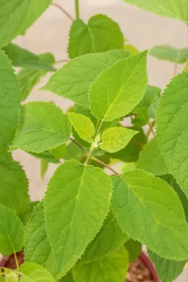 Hydrangea arborescens 'Strong Annabelle'® (Hortensia 'Strong Annabelle') - afbeelding 5