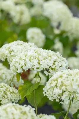 Hydrangea arborescens 'Strong Annabelle'® (Hortensia 'Strong Annabelle') - afbeelding 9