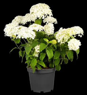 Hydrangea arborescens 'Strong Annabelle'® (Hortensia 'Strong Annabelle') - afbeelding 6