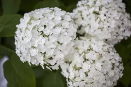 Hydrangea arborescens 'Strong Annabelle'® (Hortensia 'Strong Annabelle') - afbeelding 1