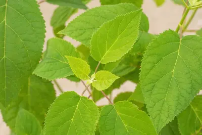 Hydrangea arborescens 'Strong Annabelle'® (Hortensia 'Strong Annabelle') - afbeelding 3