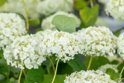 Hydrangea arborescens 'Strong Annabelle'® (Hortensia 'Strong Annabelle') - afbeelding 7