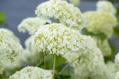 Hydrangea arborescens 'Strong Annabelle'® (Hortensia 'Strong Annabelle') - afbeelding 8