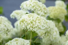 Hydrangea arborescens 'Strong Annabelle'® (Hortensia 'Strong Annabelle') - afbeelding 8