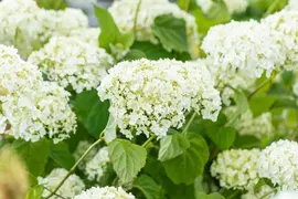 Hydrangea arborescens 'Strong Annabelle'® (Hortensia 'Strong Annabelle') - afbeelding 10