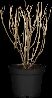 Hydrangea arborescens (Wilde hortensia) - afbeelding 9