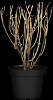 Hydrangea arborescens (Wilde hortensia) - afbeelding 9