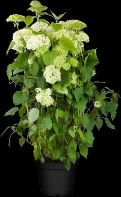 Hydrangea arborescens (Wilde hortensia) - afbeelding 7