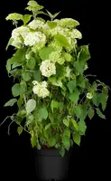 Hydrangea arborescens (Wilde hortensia) - afbeelding 7