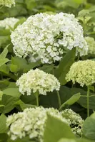 Hydrangea arborescens (Wilde hortensia) - afbeelding 1