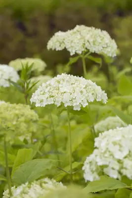 Hydrangea arborescens (Wilde hortensia) - afbeelding 2