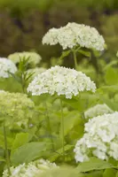 Hydrangea arborescens (Wilde hortensia) - afbeelding 2