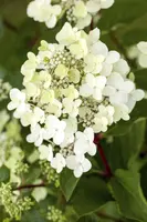 Hydrangea arborescens (Wilde hortensia) - afbeelding 8