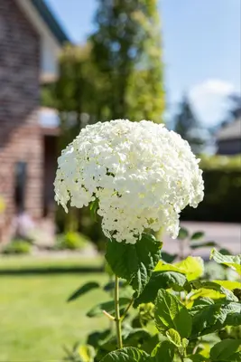 Hydrangea arborescens (Wilde hortensia) - afbeelding 22