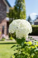 Hydrangea arborescens (Wilde hortensia) - afbeelding 22