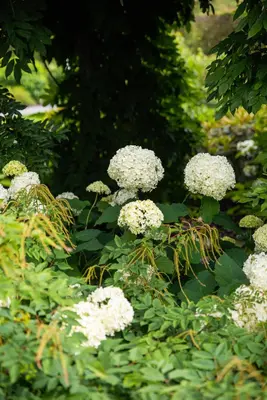 Hydrangea arborescens (Wilde hortensia) - afbeelding 23