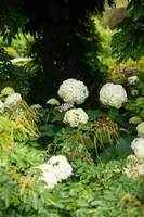 Hydrangea arborescens (Wilde hortensia) - afbeelding 23