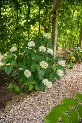 Hydrangea arborescens (Wilde hortensia) - afbeelding 24