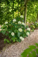 Hydrangea arborescens (Wilde hortensia) - afbeelding 24
