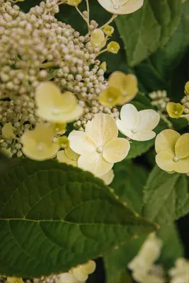 Hydrangea arborescens (Wilde hortensia) - afbeelding 28