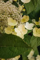 Hydrangea arborescens (Wilde hortensia) - afbeelding 28